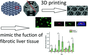 Graphical abstract: An in vitro fibrotic liver lobule model through sequential cell-seeding of HSCs and HepG2 on 3D-printed poly(glycerol sebacate) acrylate scaffolds