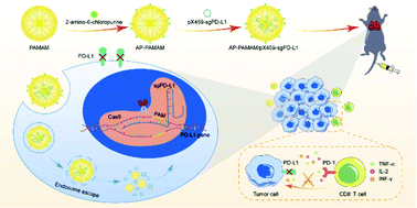 Graphical abstract: Genome editing of PD-L1 mediated by nucleobase-modified polyamidoamine for cancer immunotherapy