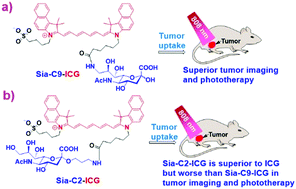 Graphical abstract: Synthesis of sialic acid conjugates of the clinical near-infrared dye as next-generation theranostics for cancer phototherapy