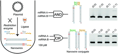 Graphical abstract: A facile biosynthesis strategy of plasmid DNA-derived nanowires for readable microRNA logic operations