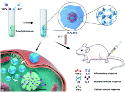 Graphical abstract: Bio-mineralization of virus-like particles by metal–organic framework nanoparticles enhances the thermostability and immune responses of the vaccines
