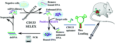 Graphical abstract: Selection of CD133-targeted DNA aptamers for the efficient and specific therapy of colorectal cancer