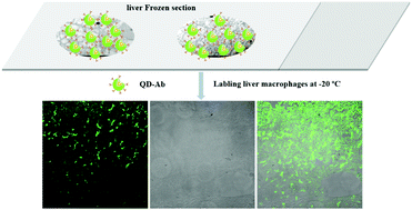 Graphical abstract: CdTe@CdS quantum dots for labeling and imaging macrophages in liver frozen sections below the freezing point