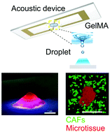 Graphical abstract: Modeling cancer metastasis using acoustically bio-printed patient-derived 3D tumor microtissues