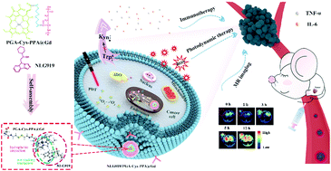 Graphical abstract: Dual-responsive nano-prodrug micelles for MRI-guided tumor PDT and immune synergistic therapy