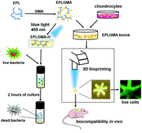 Graphical abstract: An antibacterial ε-poly-l-lysine-derived bioink for 3D bioprinting applications