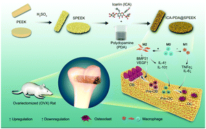 Graphical abstract: Icariin-loaded sulfonated polyetheretherketone with osteogenesis promotion and osteoclastogenesis inhibition properties via immunomodulation for advanced osseointegration