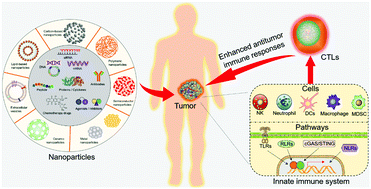 Graphical abstract: Targeting the innate immune system with nanoparticles for cancer immunotherapy