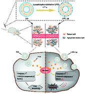 Graphical abstract: Engineering Lipusu with lysophosphatidylcholine for improved tumor cellular uptake and anticancer efficacy