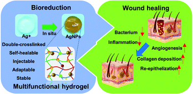 Graphical abstract: A chitosan-based multifunctional hydrogel containing in situ rapidly bioreduced silver nanoparticles for accelerating infected wound healing