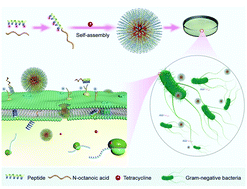 Graphical abstract: Development of antibacterial peptides with efficient antibacterial activity, low toxicity, high membrane disruptive activity and a synergistic antibacterial effect