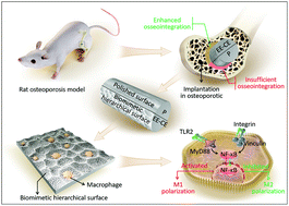 Graphical abstract: Biomimetic hierarchical implant surfaces promote early osseointegration in osteoporotic rats by suppressing macrophage activation and osteoclastogenesis