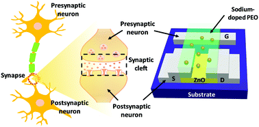 Graphical abstract: Ion-gating synaptic transistors with long-term synaptic weight modulation