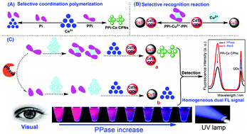 Graphical abstract: Visual and dual-fluorescence homogeneous sensor for the detection of pyrophosphatase in clinical hyperthyroidism samples based on selective recognition of CdTe QDs and coordination polymerization of Ce3+