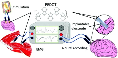 Graphical abstract: Neural and electromyography PEDOT electrodes for invasive stimulation and recording