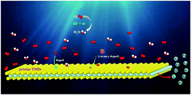 Graphical abstract: Activating transition metal dichalcogenide monolayers as efficient electrocatalysts for the oxygen reduction reaction via single atom doping