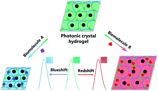 Graphical abstract: Three-dimensional/two-dimensional photonic crystal hydrogels for biosensing