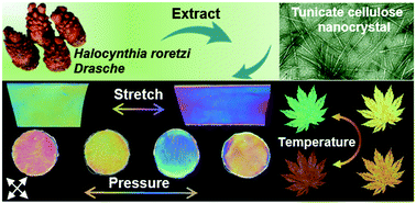 Graphical abstract: Shear-aligned tunicate-cellulose-nanocrystal-reinforced hydrogels with mechano-thermo-chromic properties