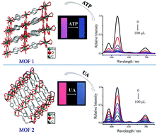Graphical abstract: Fluorescence recognition of adenosine triphosphate and uric acid by two Eu-based metal–organic frameworks