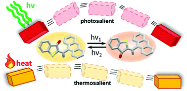 Graphical abstract: Photosalient and thermosalient crystalline hemithioindigo-anthracene based isomeric photoswitches