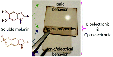 Graphical abstract: Melanin thin-films: a perspective on optical and electrical properties