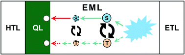 Graphical abstract: Highly efficient and stable blue organic light-emitting diodes through the selective quenching of long-living triplet exciton of a thermally activated delayed fluorescence emitter