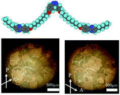 Graphical abstract: Photo-induced guest–host interactions produce chiral conglomerates accompanying grain boundaries in a smectic phase