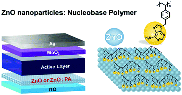 Graphical abstract: Adenine-based polymer modified zinc oxide for efficient inverted organic solar cells