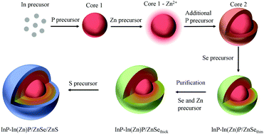 Graphical abstract: Highly luminescent InP–In(Zn)P/ZnSe/ZnS core/shell/shell colloidal quantum dots with tunable emissions synthesized based on growth-doping