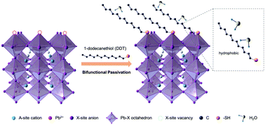 Graphical abstract: Defect passivation and humidity protection for perovskite solar cells enabled by 1-dodecanethiol