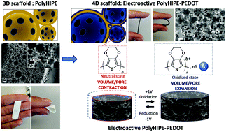 Graphical abstract: 4D smart porous scaffolds based on the polyHIPE architecture and electroactive PEDOT