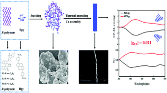 Graphical abstract: Circularly polarized electroluminescence from an achiral fluorophore induced by co-assembly with chiral polymers