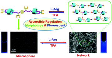 Graphical abstract: A mechanically self-locked gemini-[1]rotaxane-assembled microsphere and its properties on l-Arg controlled reversible morphology and fluorescence changes