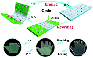 Graphical abstract: Bioinspired gradient hydrogel actuators with rewritable patterns and programmable shape deformation