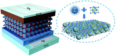 Graphical abstract: A carbon-quantum-dot-hybridized NiOx hole-transport layer enables efficient and stable planar p–i–n perovskite solar cells with high open-circuit voltage