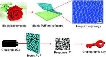 Graphical abstract: Bionic optical physical unclonable functions for authentication and encryption