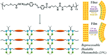 Graphical abstract: Reprocessable and healable room temperature photoactuators based on a main-chain azobenzene liquid crystalline poly(ester-urea)