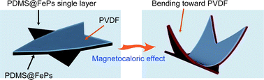 Graphical abstract: Magnetocaloric actuation of soft polymer robots