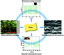 Graphical abstract: Achieving high-performance energy harvesting and self-powered sensing in a flexible cellulose nanofibril/MoS2/BaTiO3 composite piezoelectric nanogenerator