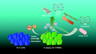 Graphical abstract: Sulfur-doping tuning oxygen vacancies in ultrathin 2D Ni–V mixed metal oxides for exceptional oxidase mimic and antibacterial applications