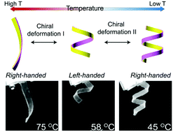 Graphical abstract: Chiral deformation reversal of liquid crystal polymer actuators