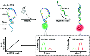 Graphical abstract: Ratiometric fluorescence analysis for miR-141 detection with hairpin DNA-templated silver nanoclusters
