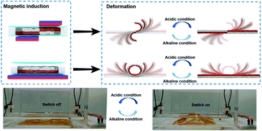 Graphical abstract: Magnetic field assisted fabrication of asymmetric hydrogels for complex shape deformable actuators