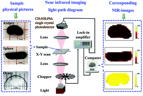 Graphical abstract: Near-infrared photodetectors based on CH3NH3PbI3 perovskite single crystals for bioimaging applications
