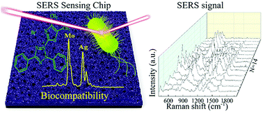 Graphical abstract: A bio-sensing surface with high biocompatibility for enhancing Raman scattering signals as enabled by a Mo–Ag film