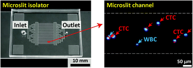 Graphical abstract: Process simplification and structure design of parallelized microslit isolator for physical property-based capture of tumor cells