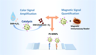 Graphical abstract: Nanozyme enhanced magnetic immunoassay for dual-mode detection of gastrin-17