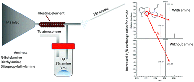 Graphical abstract: Amine additives for improved in-ESI H/D exchange