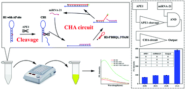 Graphical abstract: A dual-functional fluorescent biosensor based on enzyme-involved catalytic hairpin assembly for the detection of APE1 and miRNA-21