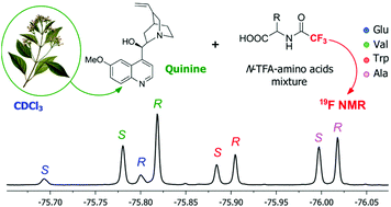Graphical abstract: Quinine as a highly responsive chiral sensor for the 1H and 19F NMR enantiodiscrimination of N-trifluoroacetyl amino acids with free carboxyl functions